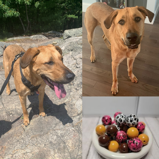 Parker Pup Mix